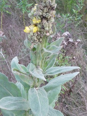 mullein leaves