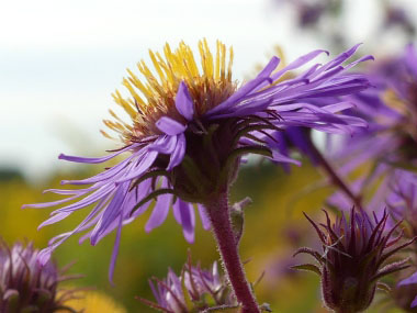 new england aster flower closeup