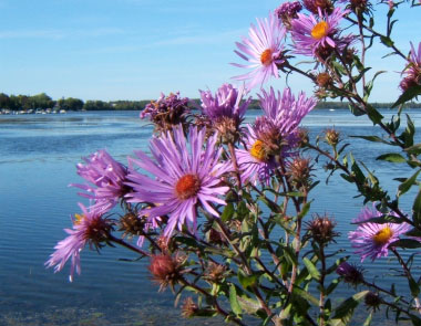 new england aster plant