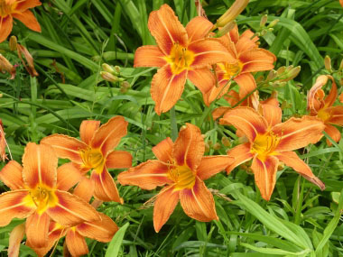 orange daylily flowers