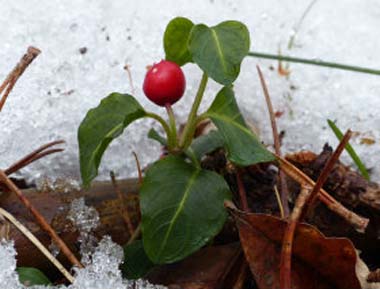 partridgeberry in snow