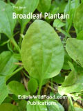 Broadleaf Plantain Magazine