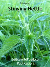 Stinging Nettle Magazine