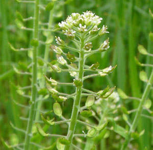 peppergrass flowers