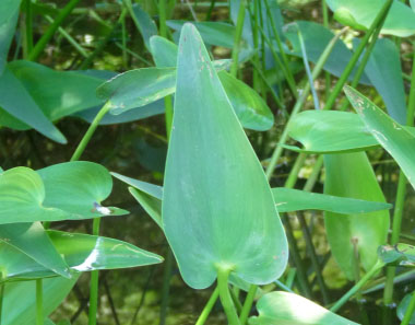 pickerlweed leaf