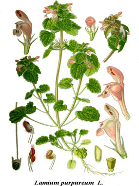 Lamium purpureum botanical