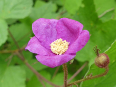 purple flowering raspberry flower