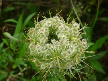 queen annes lace picture