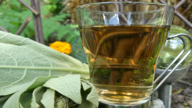Mullein Tea Recipe
