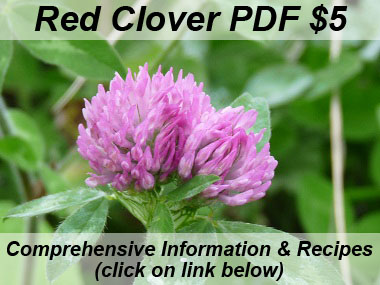 red clover picture