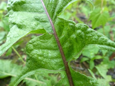 Taraxacum laevigatum leaf