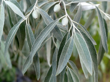 russian olives leaves
