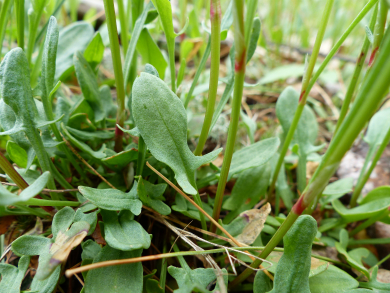 sheep sorrel leaf