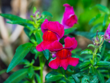 red snapdragon flowers