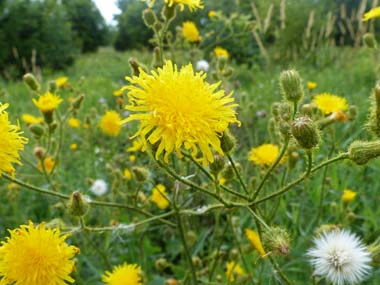 sow thistle flower 2