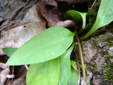 spring beauty leaf