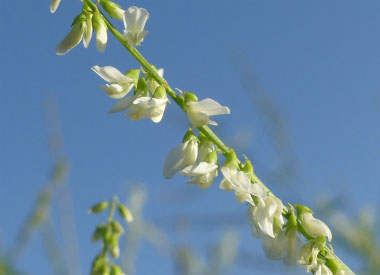 sweet white clover flowers