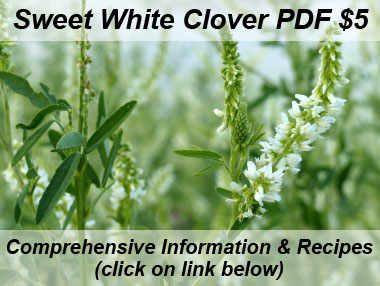 sweet white clover plant sideview
