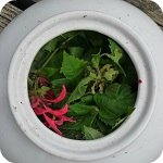 Drink and Tea Recipes