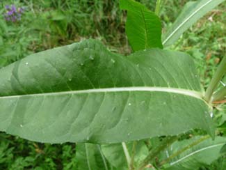 teasel leaf