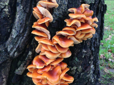 velvet shank mushrooms