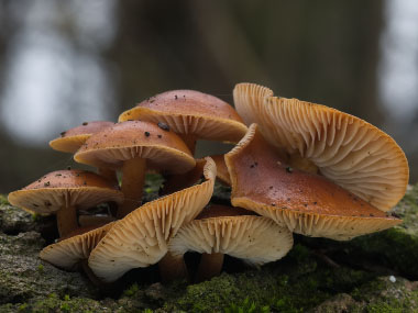 velvut shank mushrooms