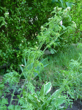 vervain mallow plant