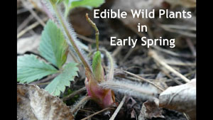 Edible Wild Plants in Early Spring