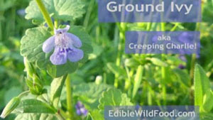Ground Ivy (Creeping Charlie)