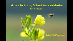 Grow a Pollinator, Edible and Medicinal Garden