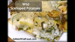 Wild Scalloped Potatoes