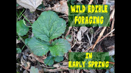 Early Spring Foraging for Wild Edibles Along a Creek