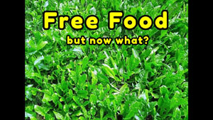 Free Food: Sow Thistle and Dandelions