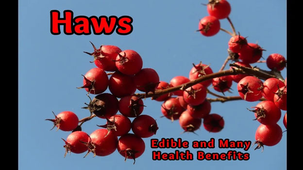 Hawthorn: Identification, Edibility and Health Benefits