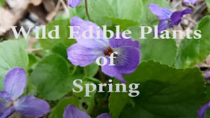 Wild Edible Plants in Spring