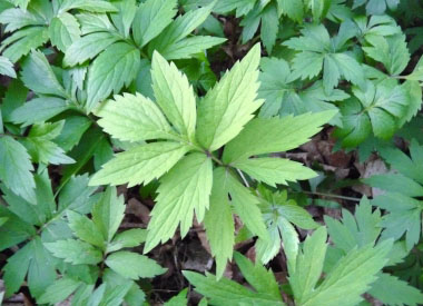 virginia waterleaf leaf