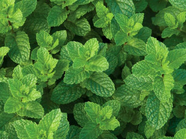 water mint leaves