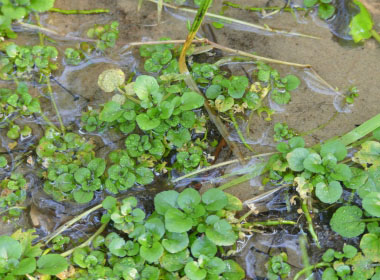 watercress plant