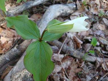 white trillium plant