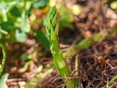 wild asparagus spear