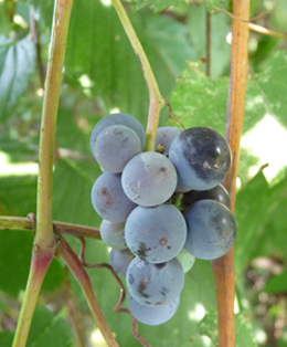 wild grapes