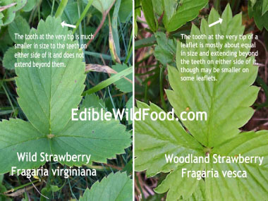 woodland vs wild strawberry