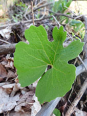 Bloodroot