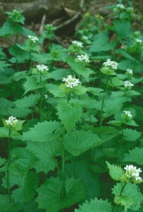 Garlic Mustard in Wisconsin