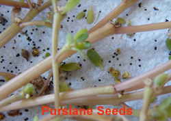 Purslane Seeds