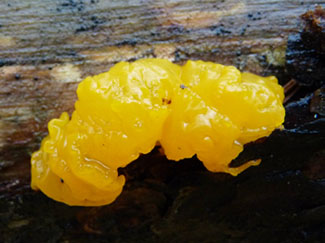 Witchs Butter: Fully Developed Orange Jelly