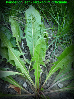 Dandelion Leaf