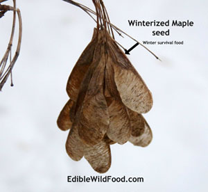 Maple Tree Seed