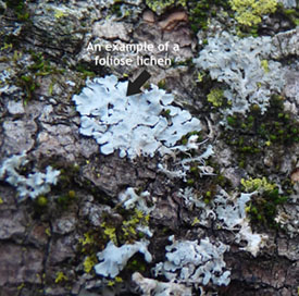 Lichen