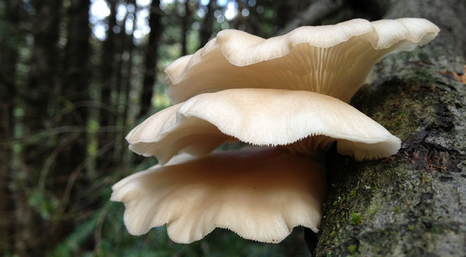 Edible Fungi